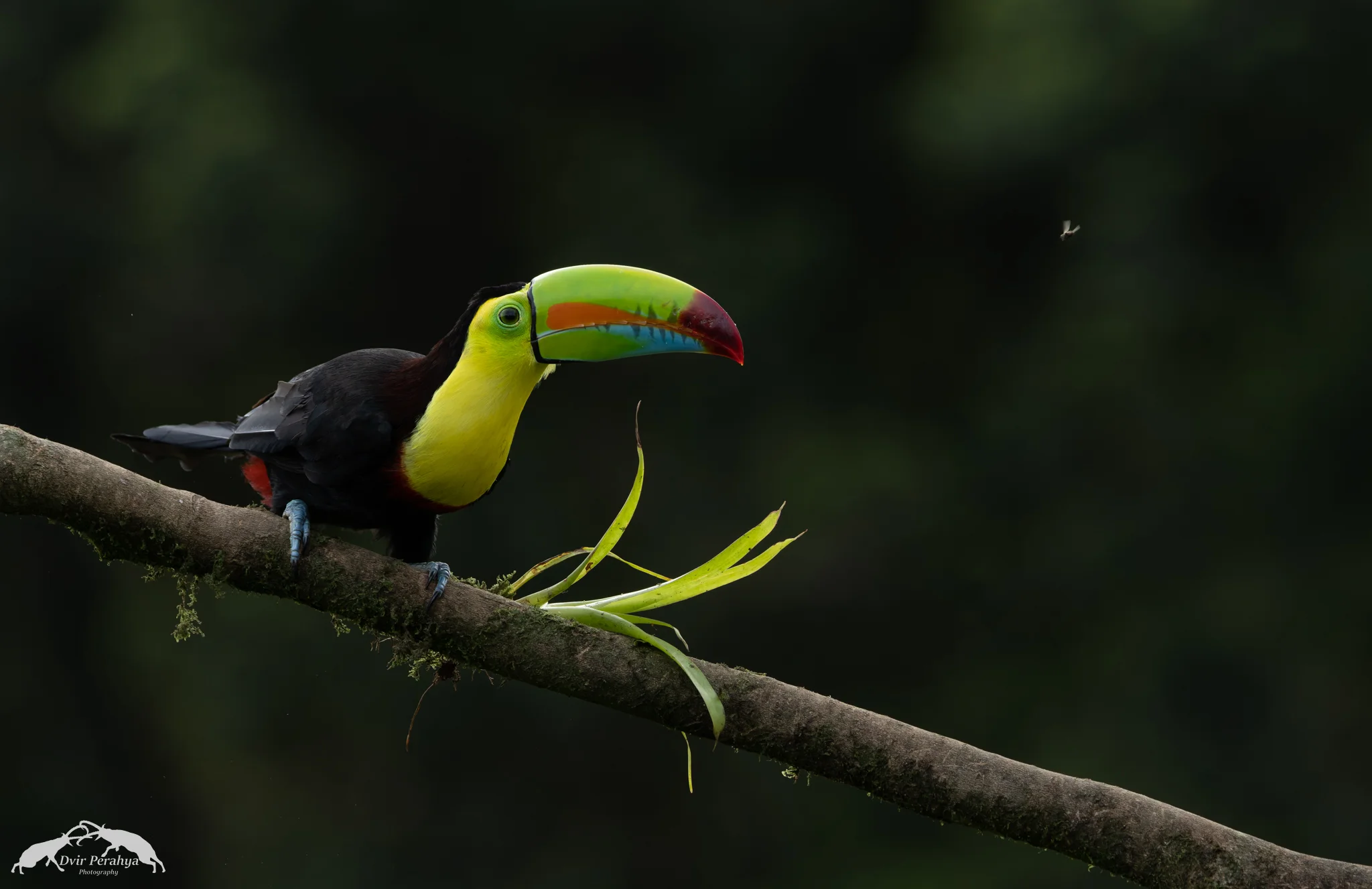 Keel-billed toucan, Boca Tapada